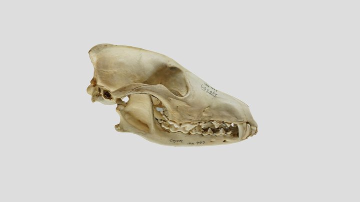 Coyote Skull 3D Model