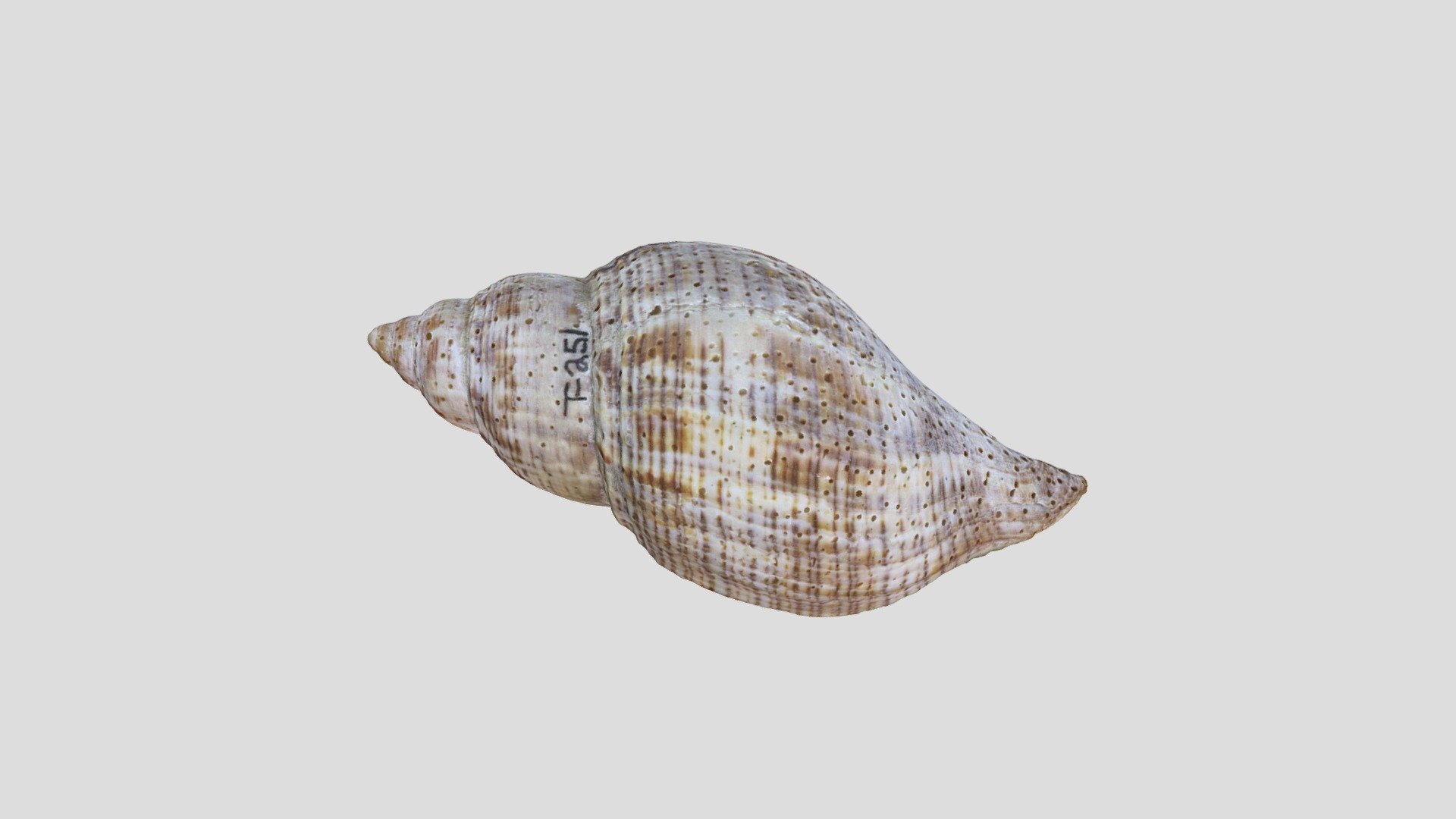 Unknown Fossil