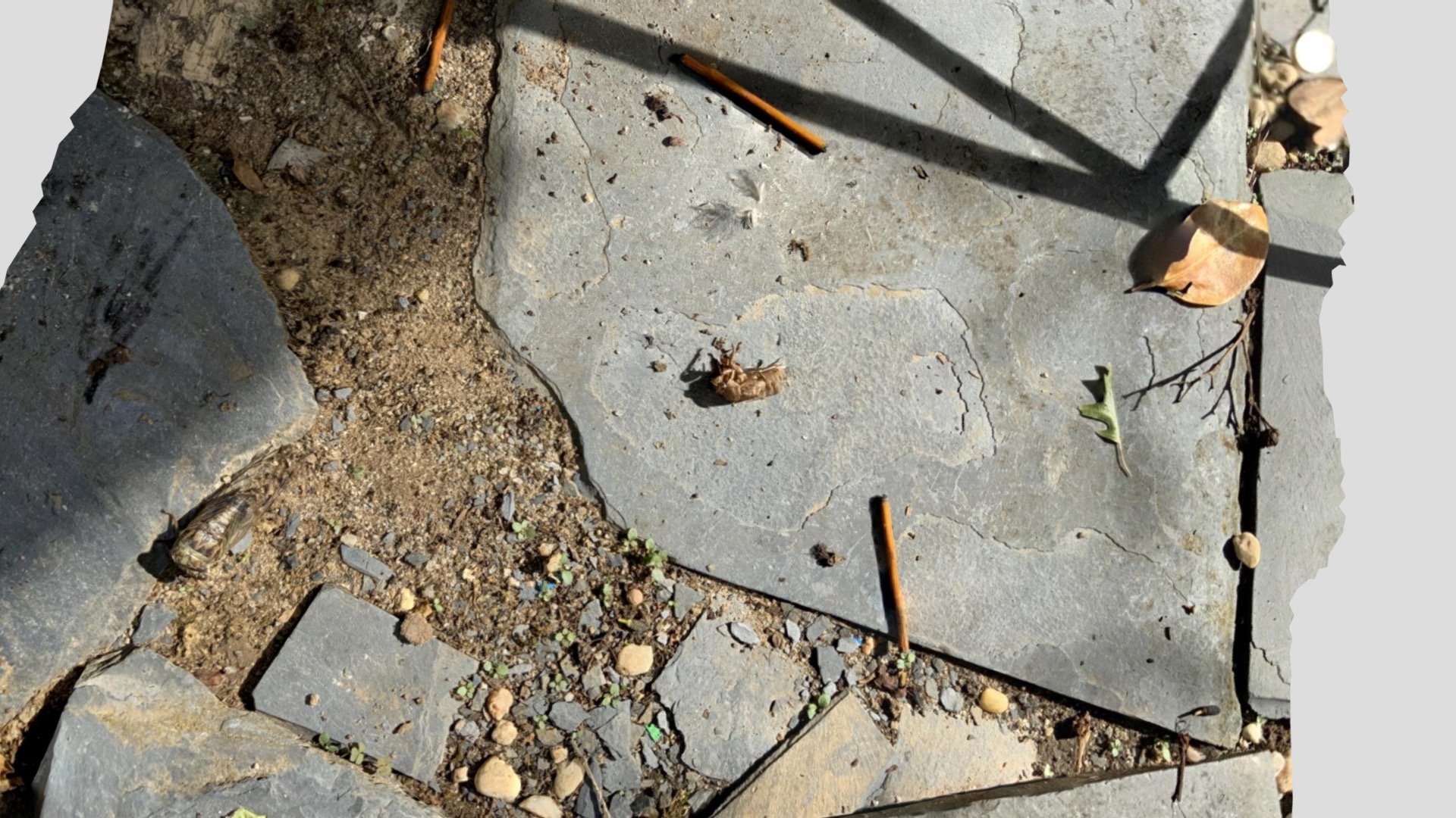 Cicada molt