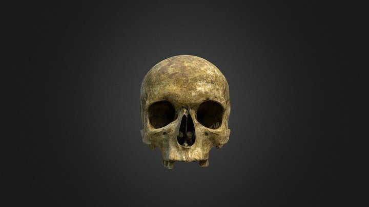 Crâne 3D Model