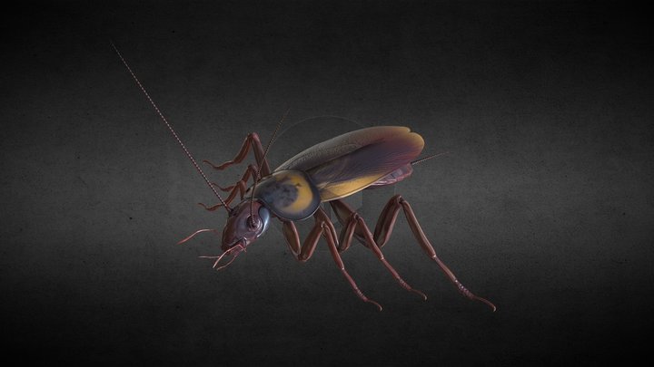 cockroach 3D Model