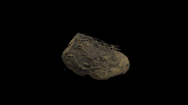 Mountain Yam 3D Model