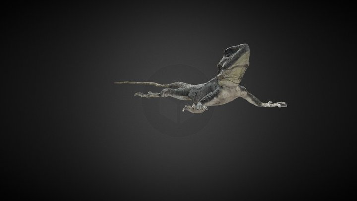 Sling tail Lizard  - Animation 1 3D Model