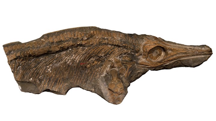Stenopterygius quadriscissus TV211 3D Model