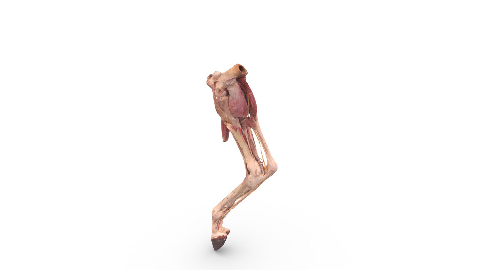 Pata Caballo - 3D model by esculturarte [fe2325c] - Sketchfab