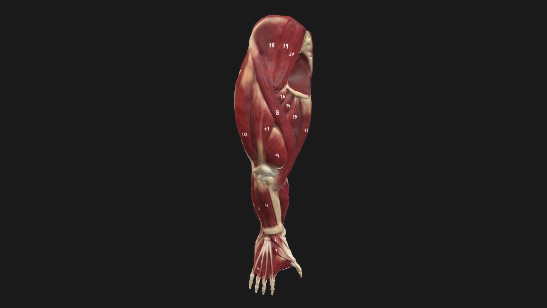 Gorilla Labeled Lower Limb Reconstruction — Sketchfab embed 3D viewer