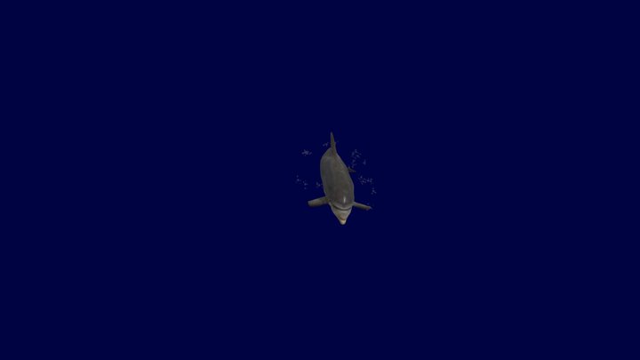 Burrunan Dolphin