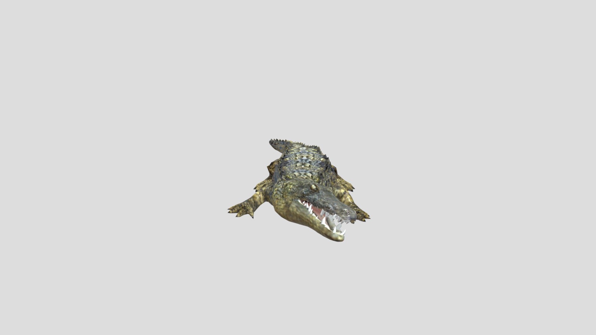 Crocodile
