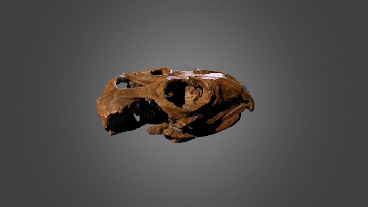 Fodonyx spenceri (BRSUG 27200) 3D Model