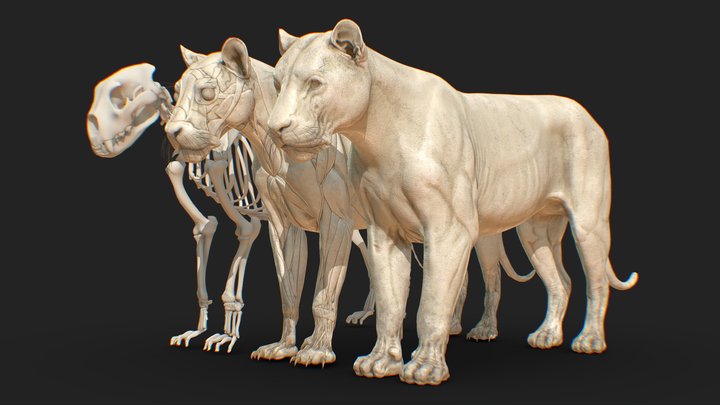 Animal Lion Anatomy Skin Ecorche 3D Model