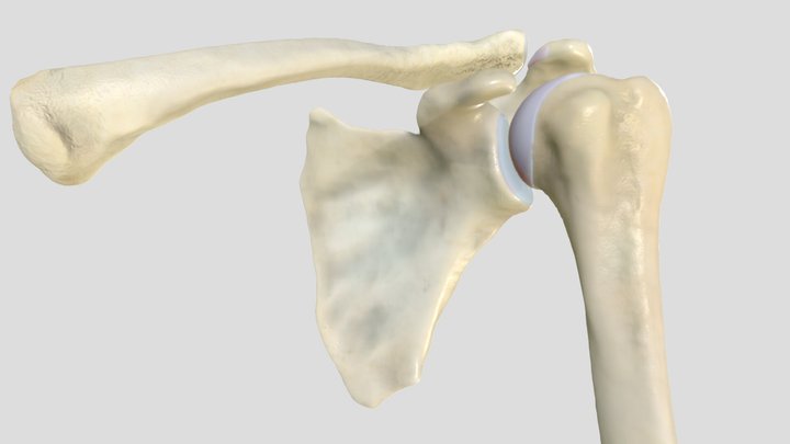 Bones of the shoulder (left side) 3D Model