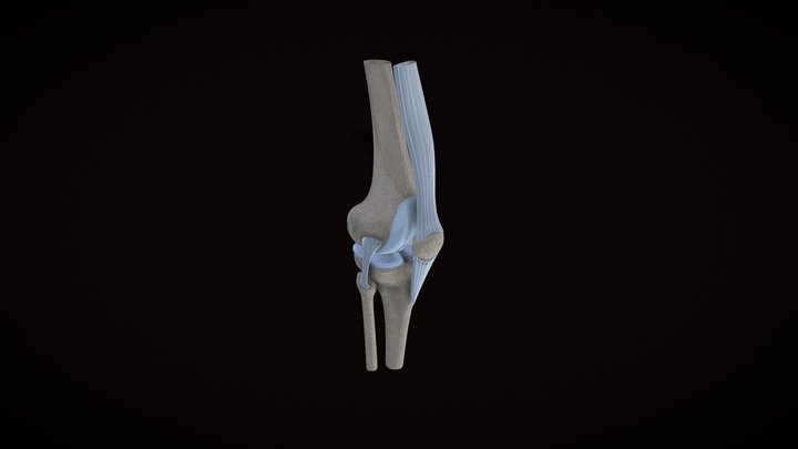 Knee 3D Model