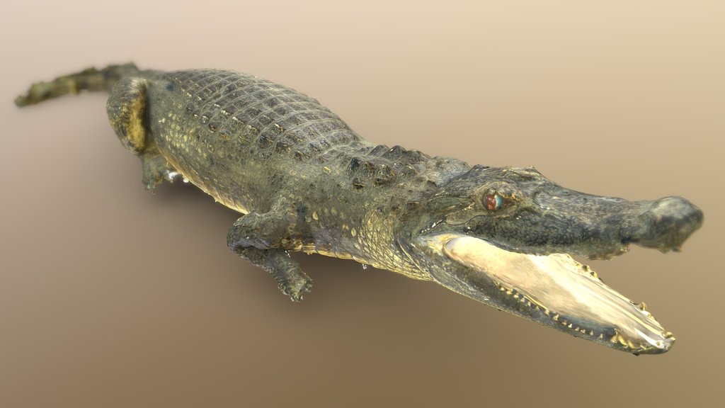 Черный кайман | Black caiman