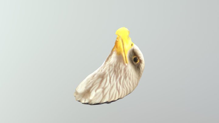 Eagle head 3D Model