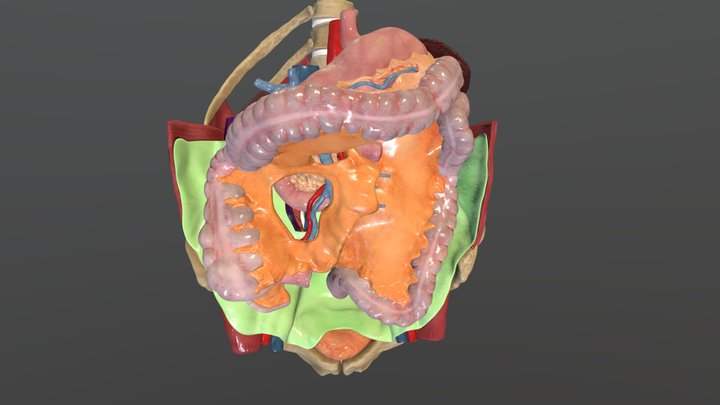 Retrocolic Fascial System - Right Hemicolectomy 3D Model