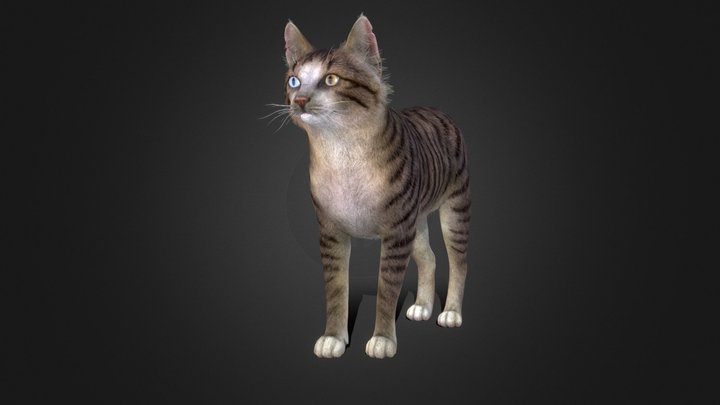 Cat Stray 3D Model