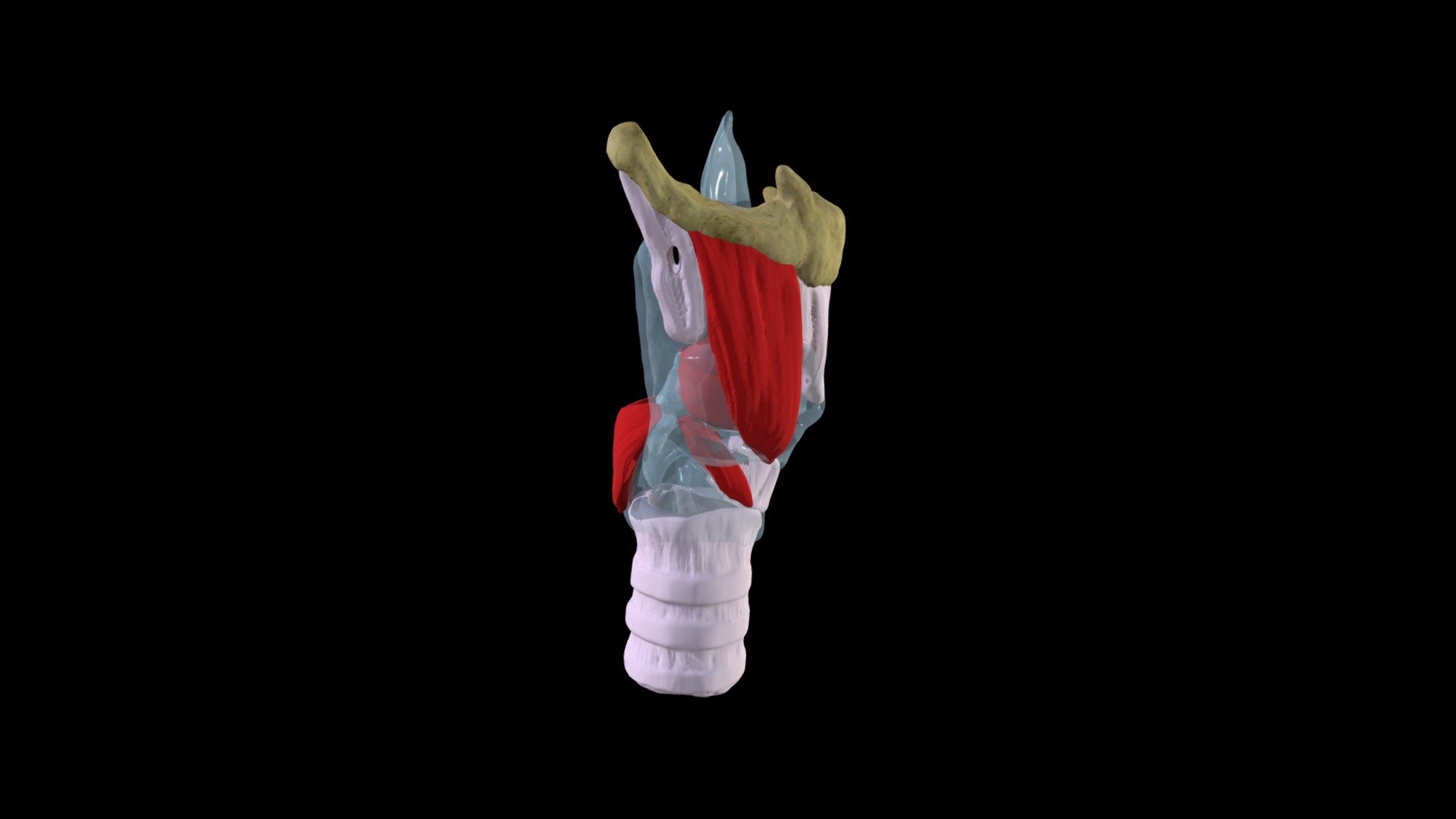 Larynx - Transparent cartilage
