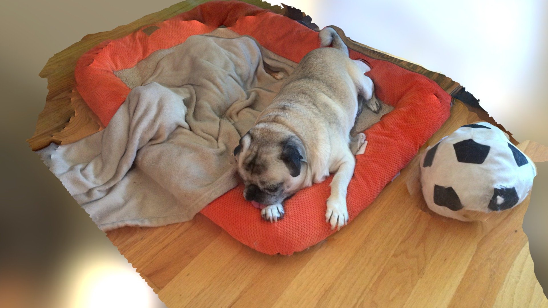 Trnio Weekly Pic - Sleeping Dog by @johnvsjohn