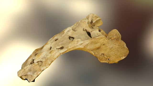 Mystery Bone Feb 2016_1 3D Model