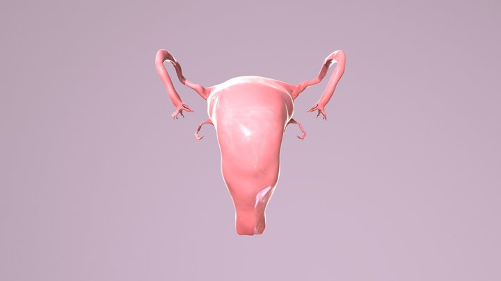 Uterus by Matilda Notes 3D Model