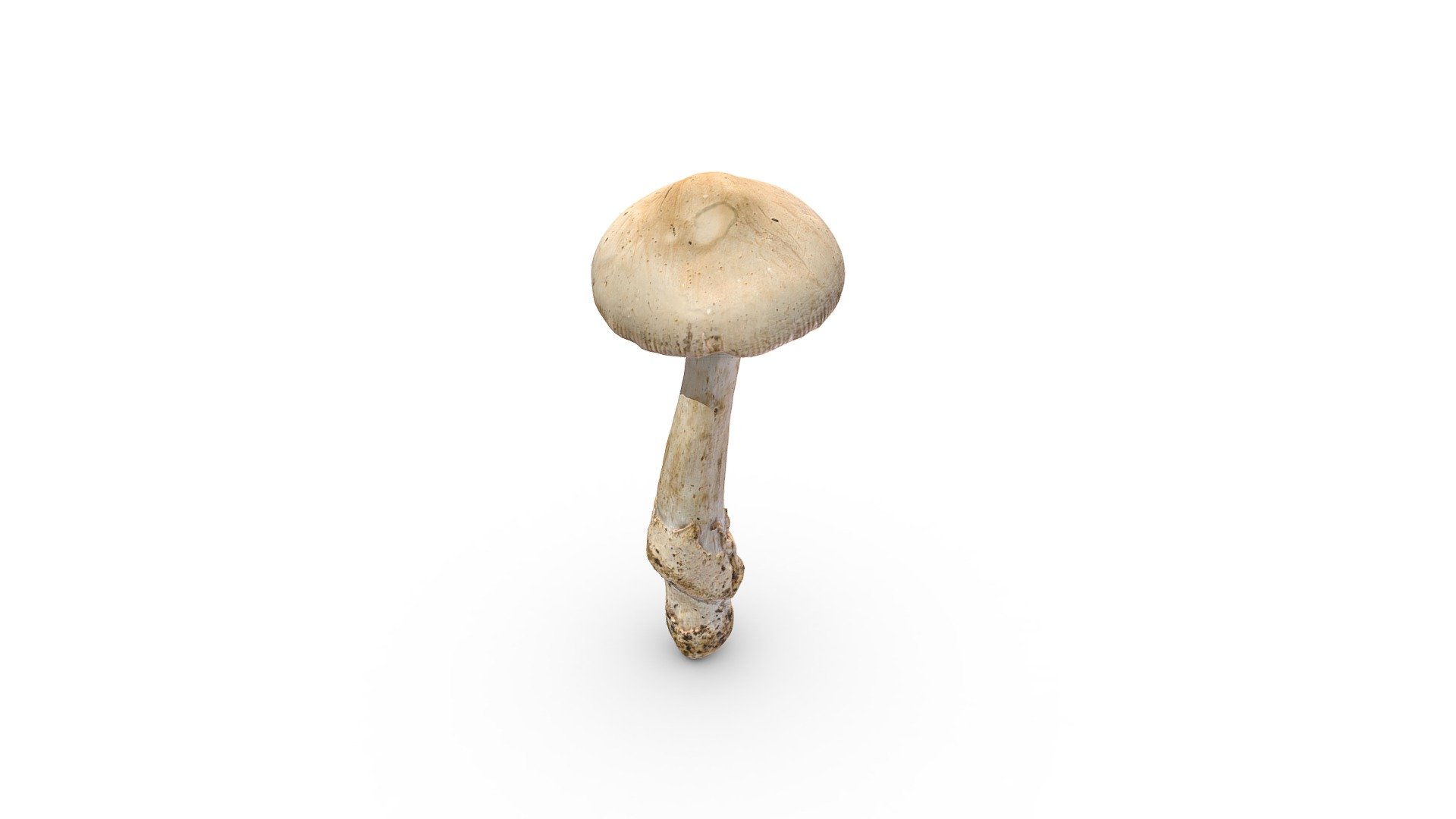 Forest Mushroom - 3D Model By RawCatalog.com (@rawcatalog) [fe4c4e2 ...