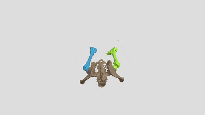 Femurs 3D Model