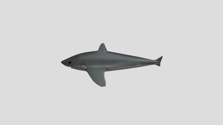 P07c_ShuR_Shark 3D Model