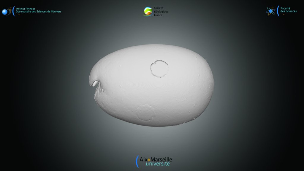 Ostracode - test de V.hilgendorfii