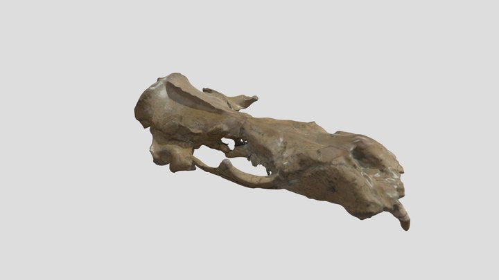 OCPC 94196 Pontolis barroni Skull 3D Model