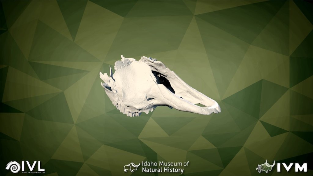 IMNH-65003-26602-Maxilla