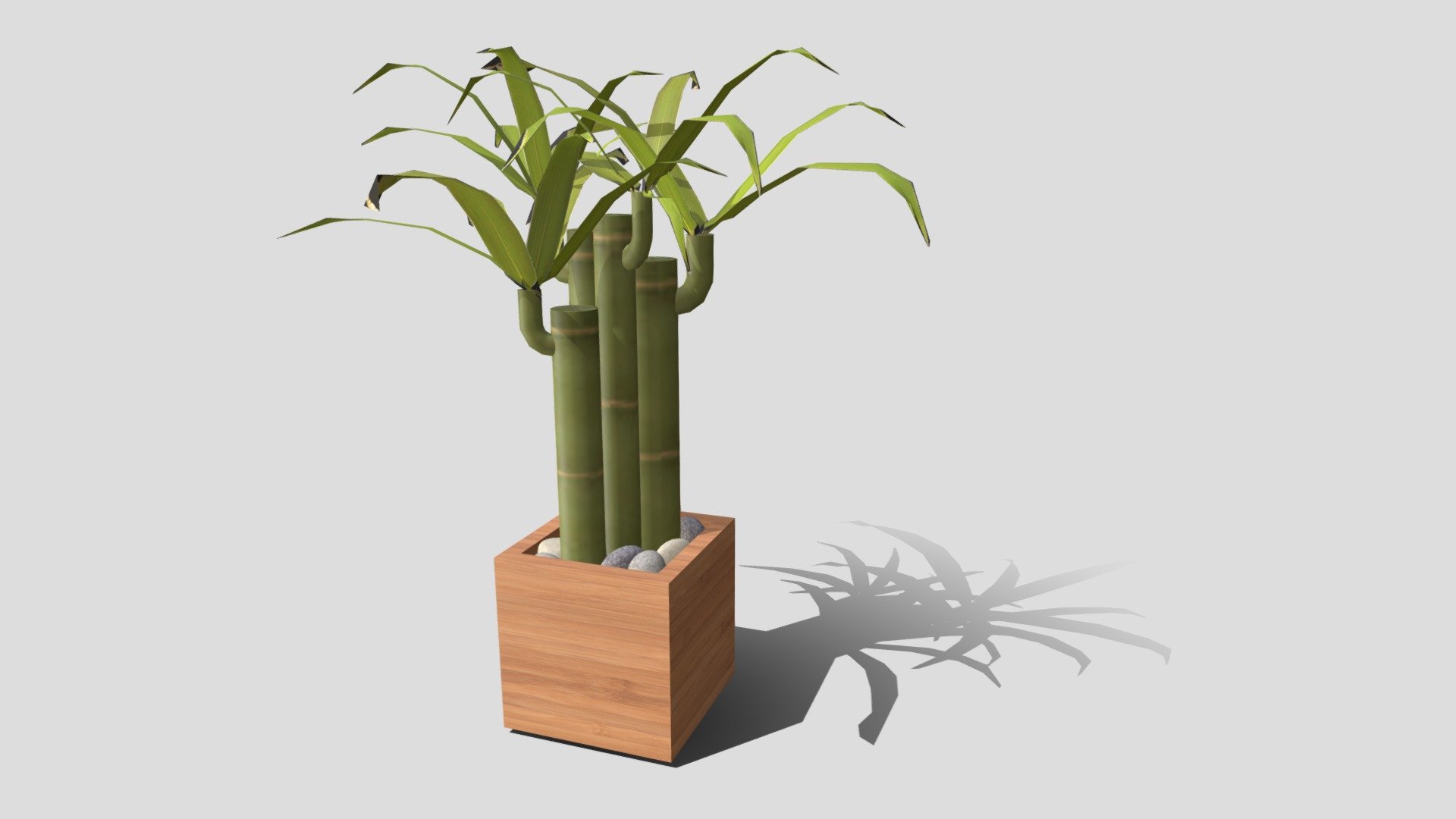 Week 8 Plant: Bamboo