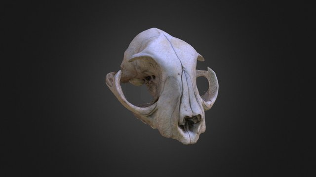 Rebecca's Cat Skull 3D Model