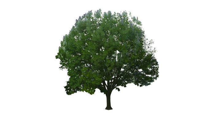 White Ash in Summer 3D Model