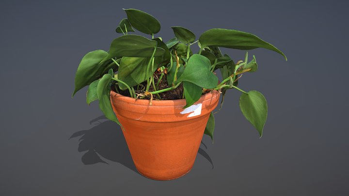 Heartleaf Philodendron 3D Model