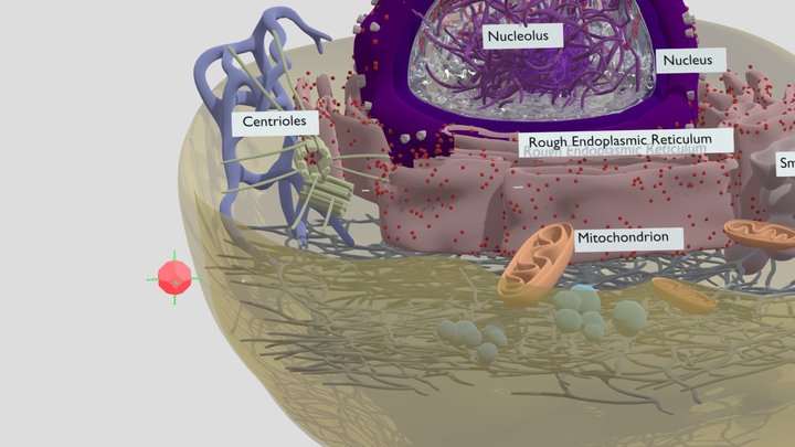 ND in Eukaryotic cell final version 3D Model