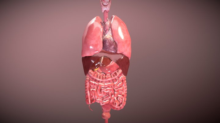 Human Internal Organs 3D Model