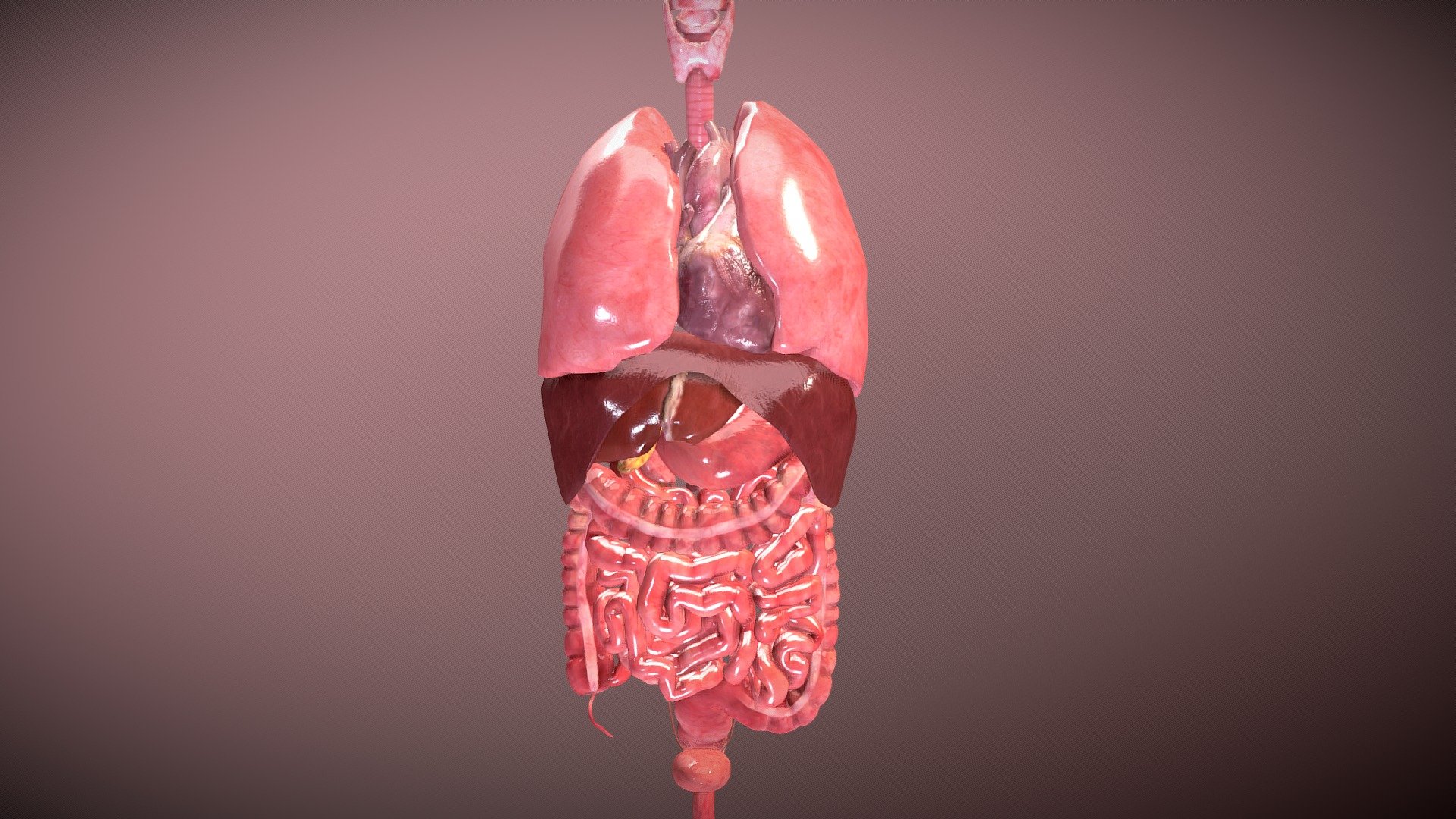 Human Internal Organs - 3D model by unlim3d [fe69d7b] - Sketchfab
