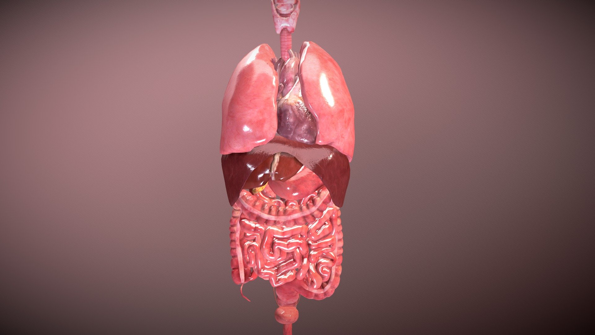 Human Internal Organs 3D Model By Unlim3d fe69d7b Sketchfab