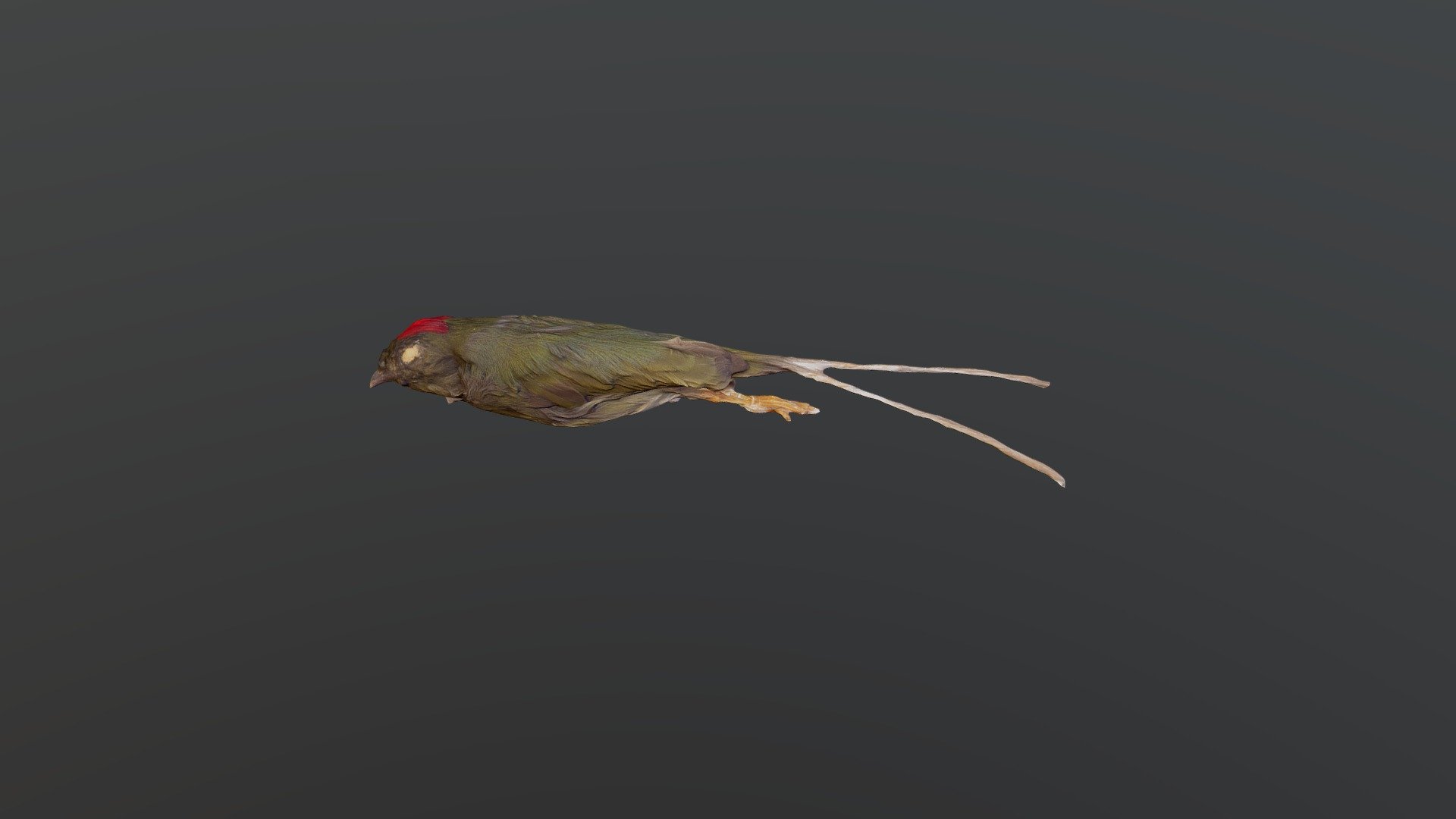 Long-tailed Manakin - Chiroxiphia linearis