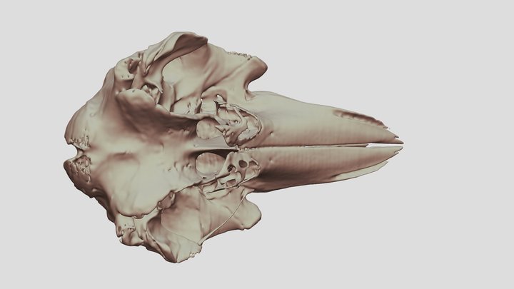 Pilot Whale Skull 3D Model