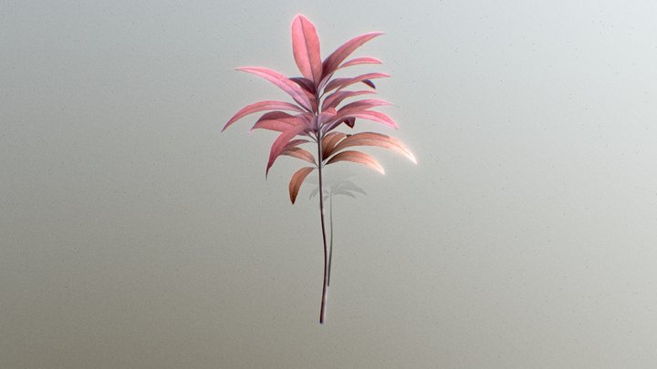 Cordyline fruticosa plant-1 3D Model