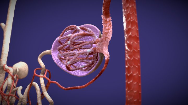 3D Nephron Anatomy – Bowman’s Capsule 3D Model