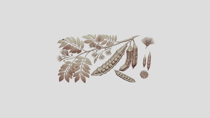 Inga edulis Ice-Cream Bean Tree 3D Model