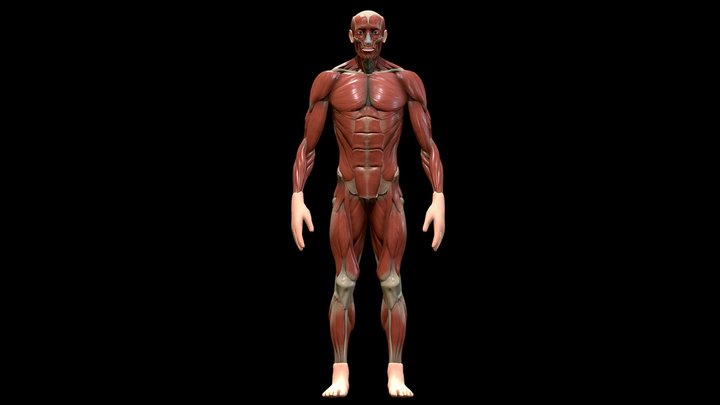 Ecorche - Anatomy Human 3D Model