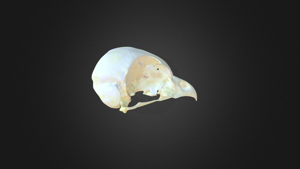 Athene noctua, skull