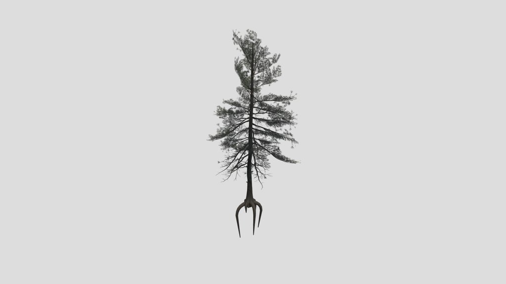 Tree Scotspine C1