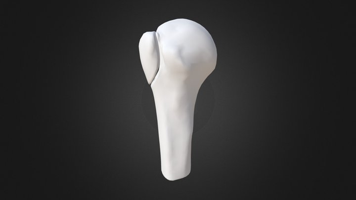 Clean Model Low Res 3D Model