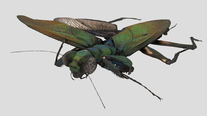 Metallyticus splendidus 3D Model