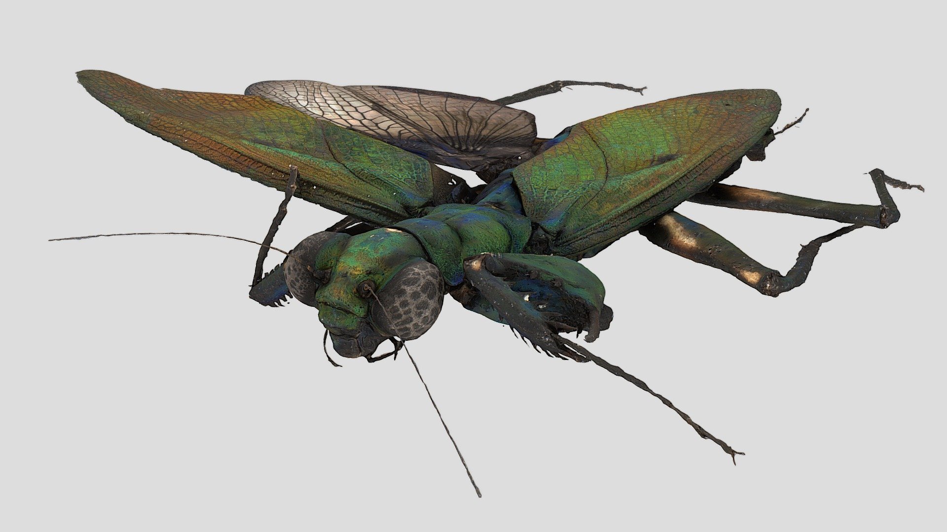 Metallyticus splendidus
