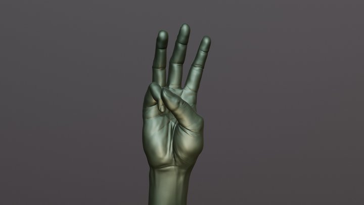 Male Hand Anatomy Study 3D Model